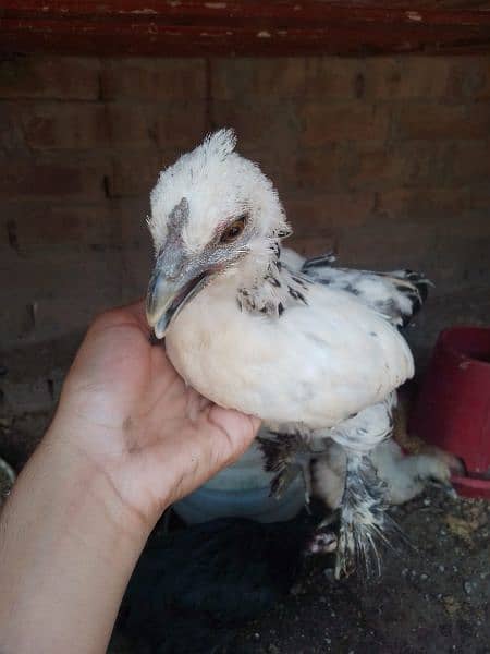 Fency chicks and adult miliflower pair for sale 1