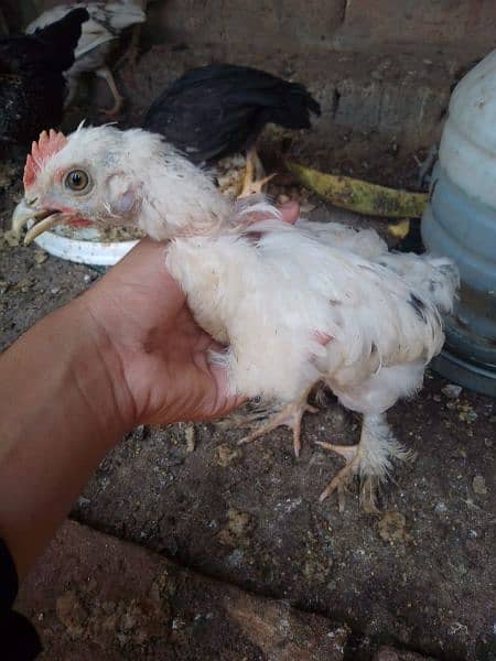 Fency chicks and adult miliflower pair for sale 2
