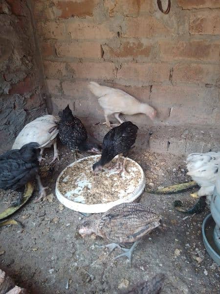 Fency chicks and adult miliflower pair for sale 4