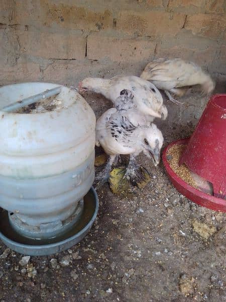 Fency chicks and adult miliflower pair for sale 5