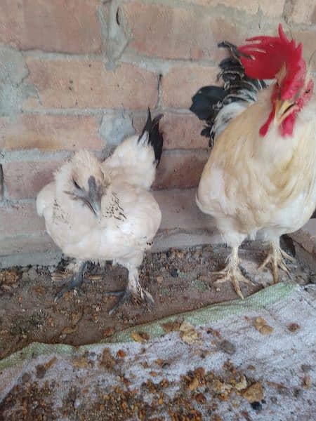 Fency chicks and adult miliflower pair for sale 6