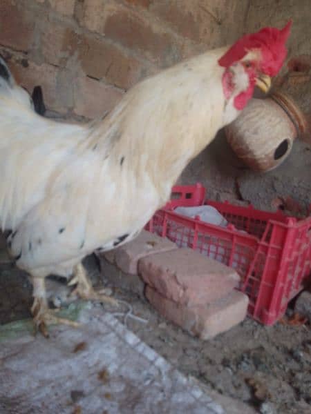 Fency chicks and adult miliflower pair for sale 7