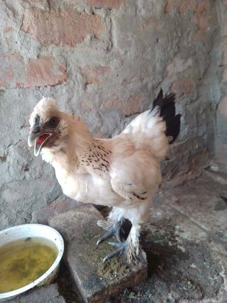 Fency chicks and adult miliflower pair for sale 8