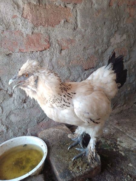 Fency chicks and adult miliflower pair for sale 9