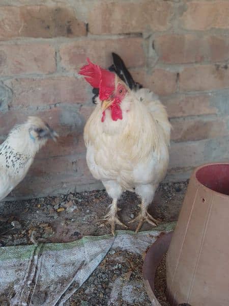 Fency chicks and adult miliflower pair for sale 10