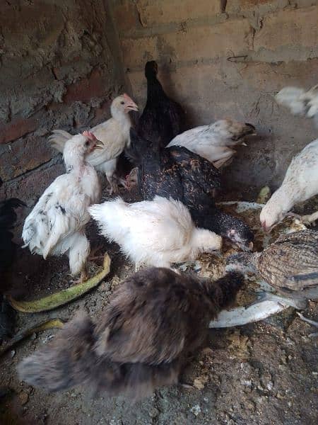 Fency chicks and adult miliflower pair for sale 12