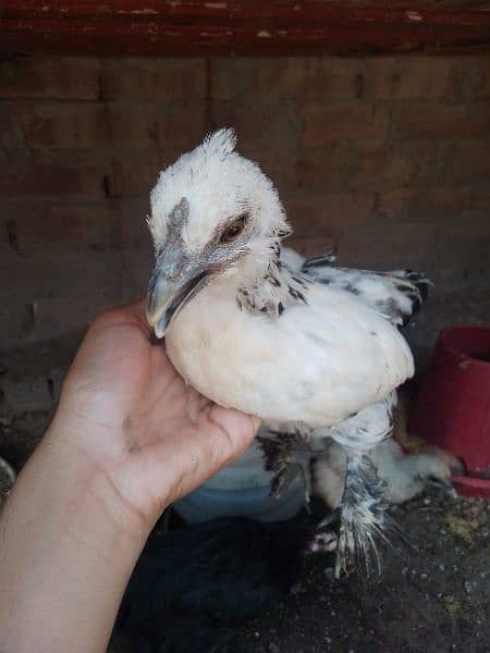 Fency chicks and adult miliflower pair for sale 13