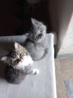 Persian cat (Grey female) and (Tabby cat male)