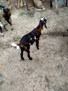 3 goats far sale