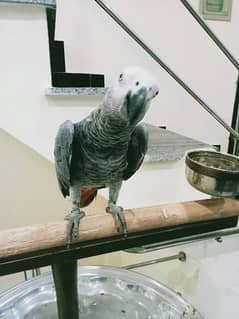 gray parrot sell