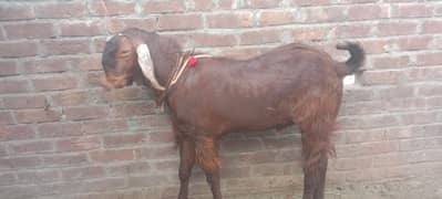 Qurbani 2024 Male Goat For Sale 2 Dant (DONDA)