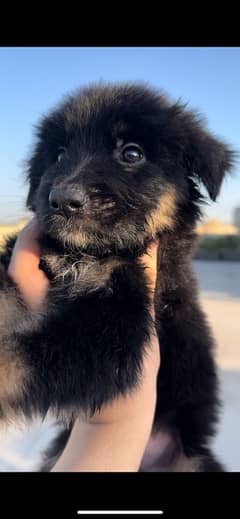German Shepherd pup for sale