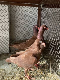 danish pegion Breeder Pair With Chick Available 0