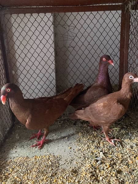 danish pegion Breeder Pair With Chick Available 1