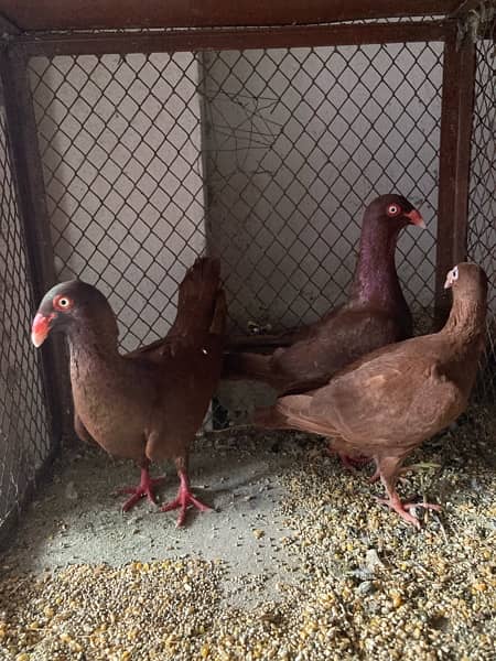 danish pegion Breeder Pair With Chick Available 2