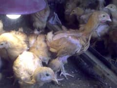 Golden Buff+ bantam chicks