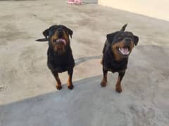I want to sale my rottweiler pair 0