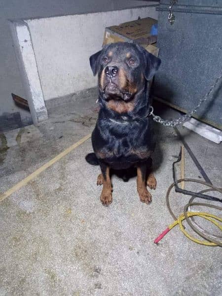 I want to sale my rottweiler pair 1