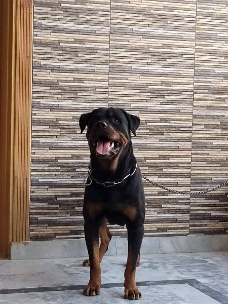 I want to sale my rottweiler pair 3