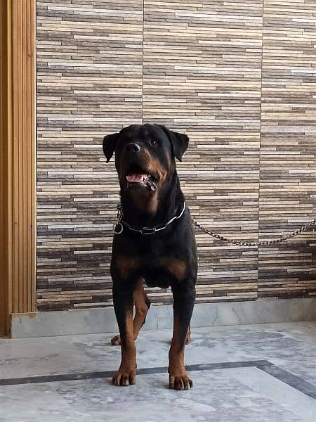 I want to sale my rottweiler pair 4