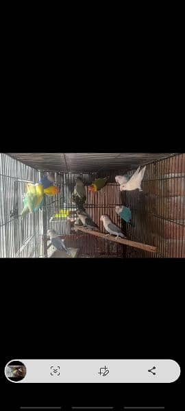 mix breeder birds green blue parblue fishers etc, 1