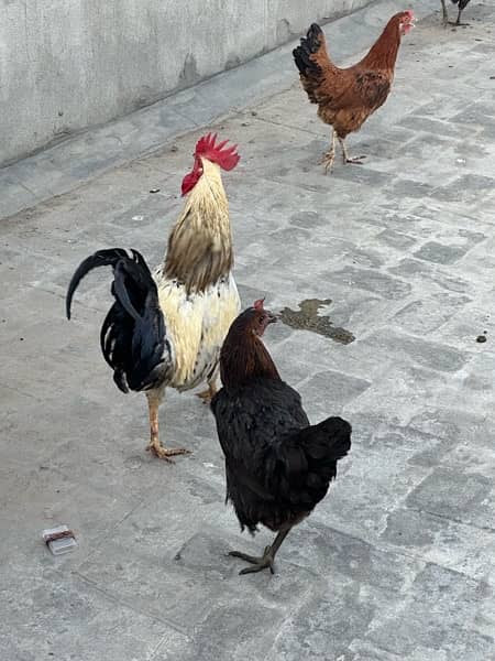 Desi Hens 3