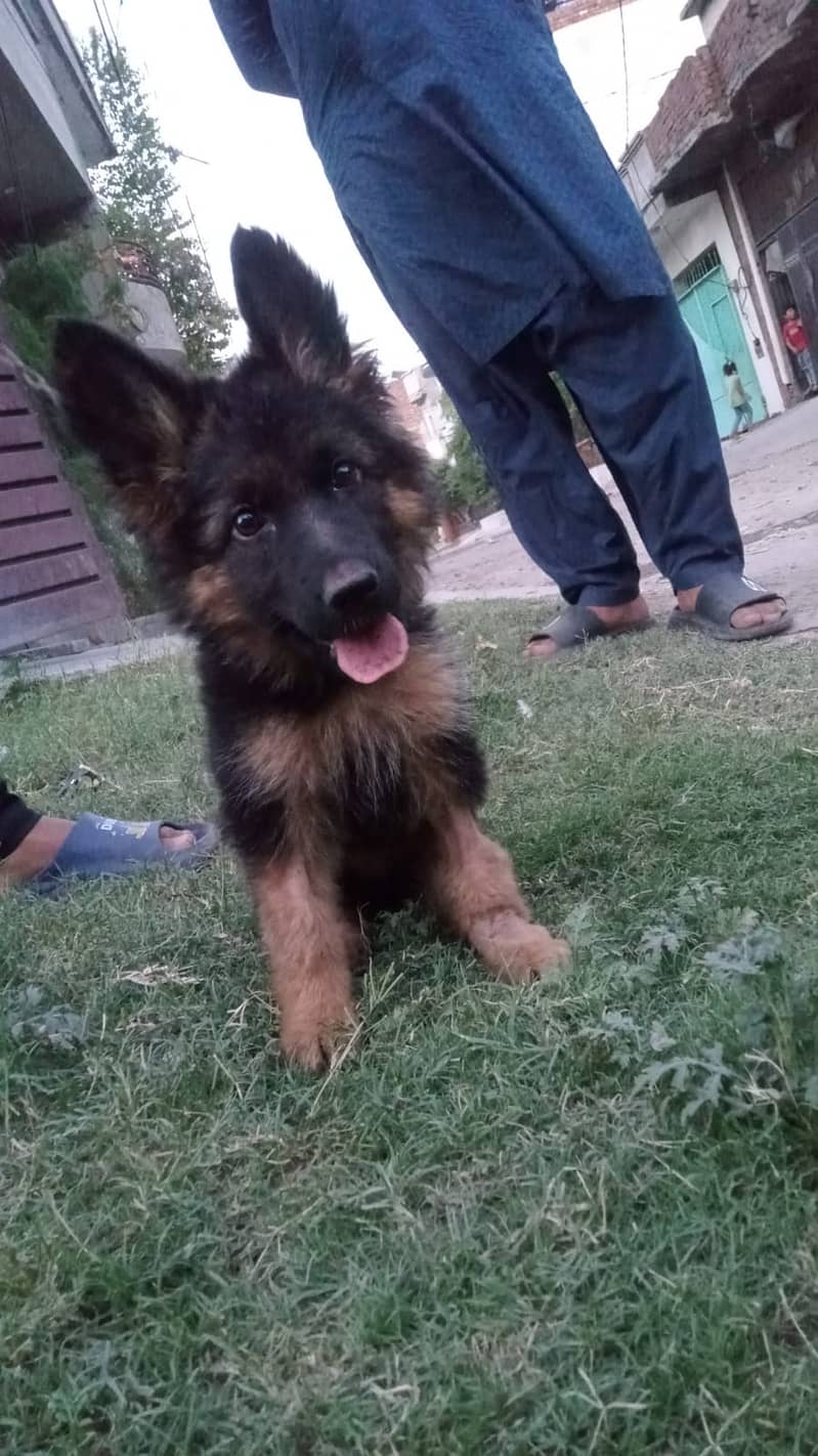 German shepherd 03079942998.03238842455 2