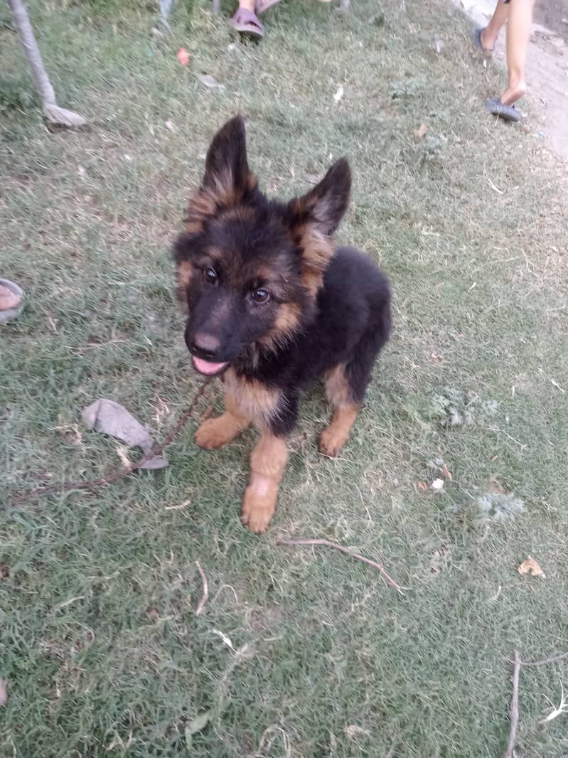 German shepherd 03079942998.03238842455 6