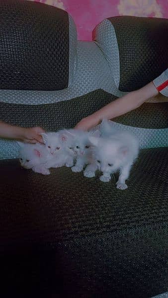 cat with three kittens 1