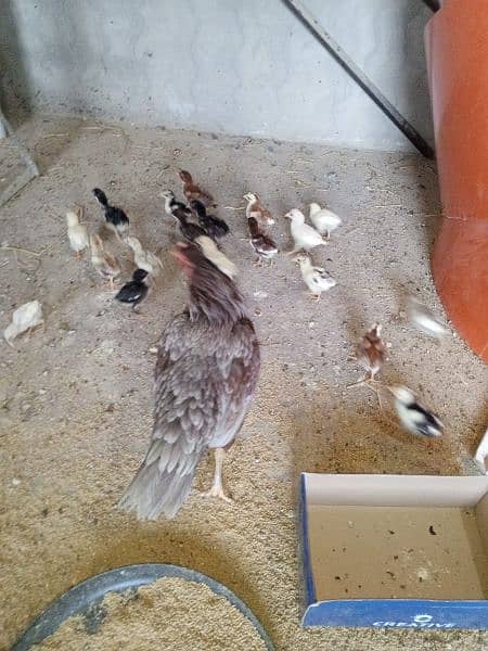 Aseel Chicks for sale 5