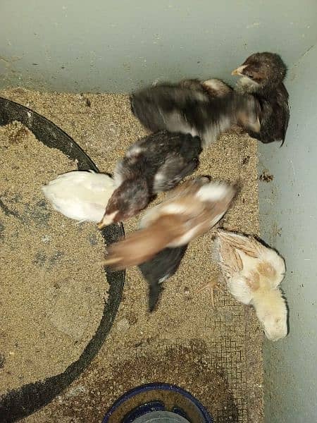 Aseel Chicks for sale 8