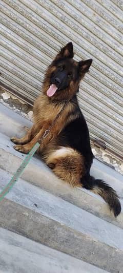king size Ranbo beautiful dog
