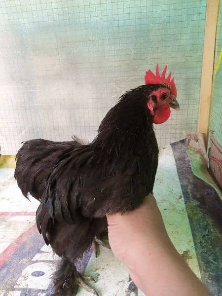 black bentum for sale 0