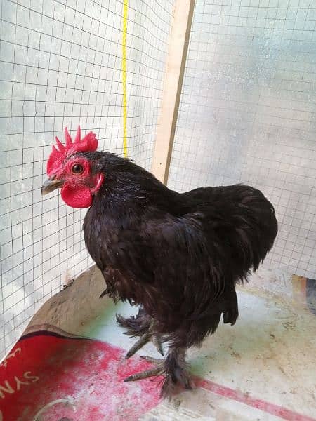 black bentum for sale 2