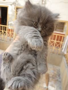 Femal gray thripple coated kitten.