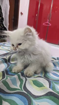 cute persian kitten female