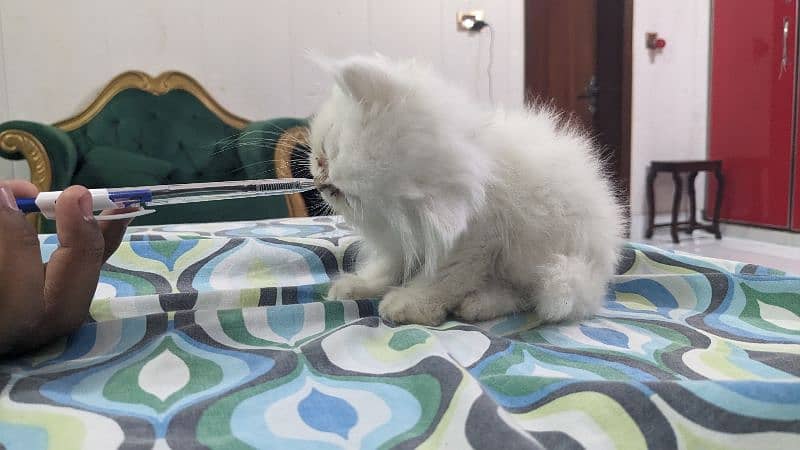cute persian kitten female 1