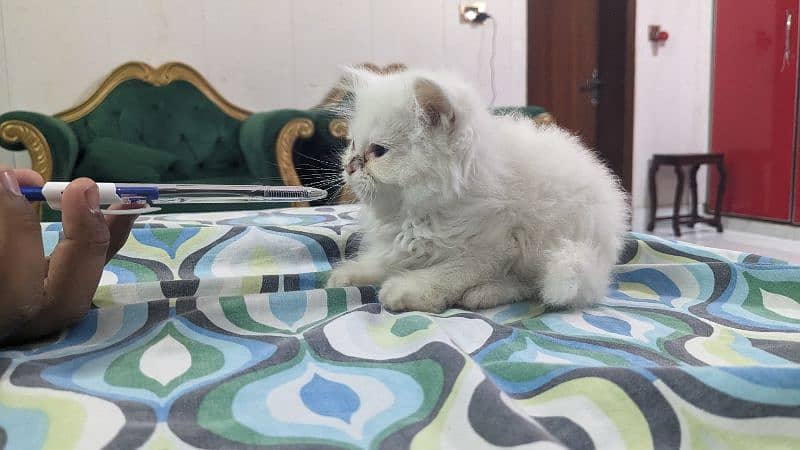 cute persian kitten female 2