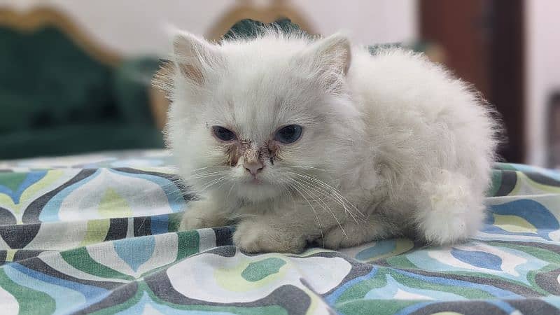 cute persian kitten female 3