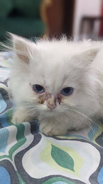 cute persian kitten female 6