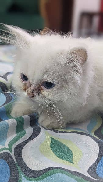 cute persian kitten female 7