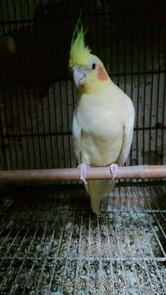 Cockatiel common white red eyes male