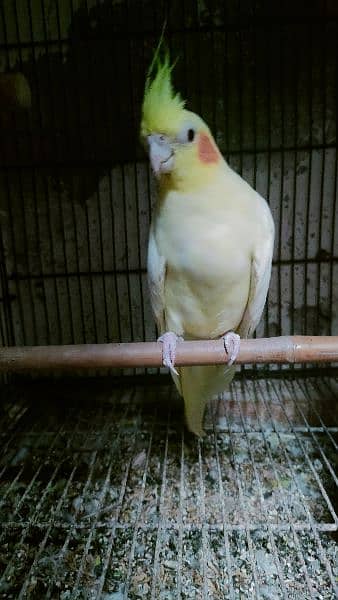 Cockatiel common white red eyes male 0