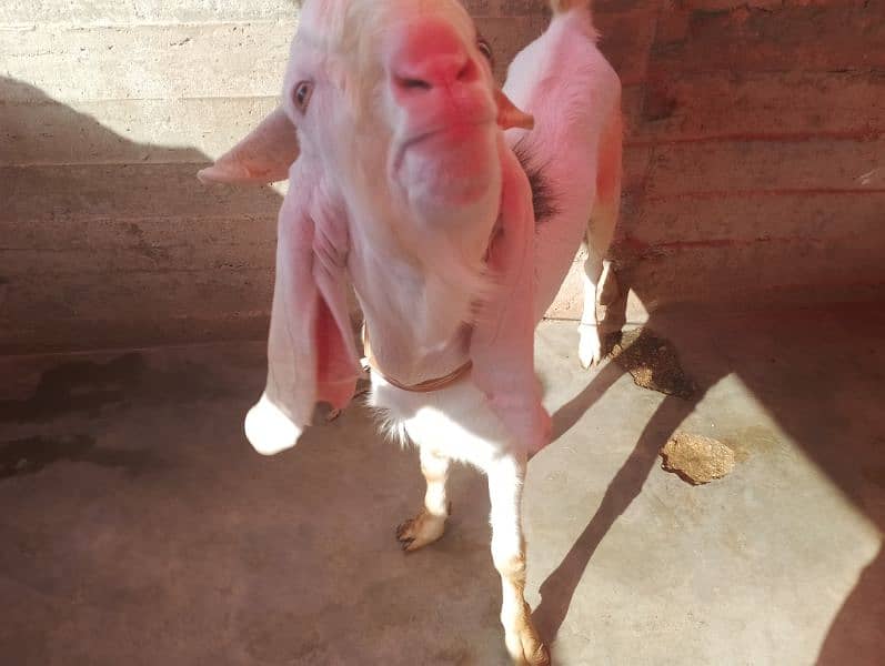 andu Bakra gulabi 6