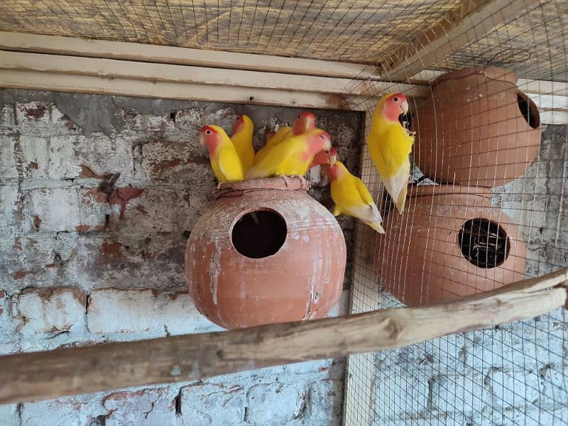 Lutino Love Birds Breeder Pair for sale 1