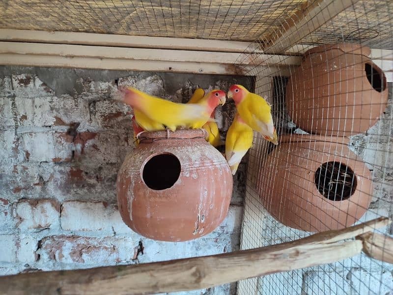 Lutino Love Birds Breeder Pair for sale 4