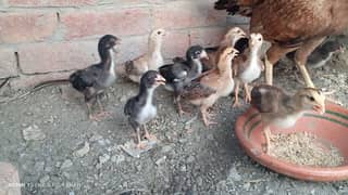 Aseel chicks with hen for sale