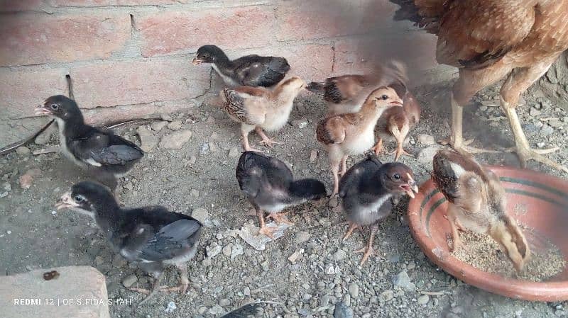 Aseel chicks 4