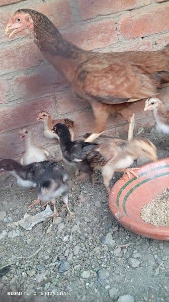 Aseel chicks 5