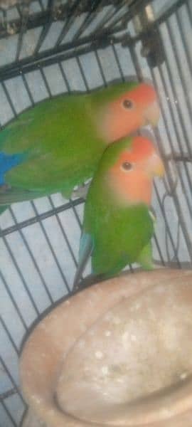 Lovebirds Breeder pair 1
